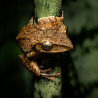 létavka obecná - Polypedates leucomystax