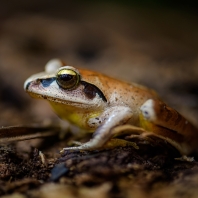 létavka skokanovitá - Aglyptodactylus...