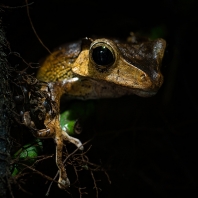 létavka ušatá - Polypedates otilophus