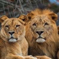 lev konžský - Panthera leo bleyenberghi