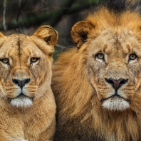 lev konžský - Panthera leo bleyenberghi