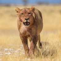 lev - Panthera leo