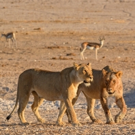 lev - Panthera leo