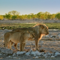 lev - Panthera leo