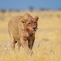 lev - Panthera leo