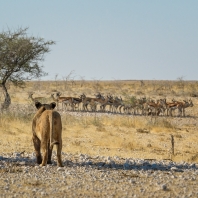 lev - Panthera leo