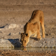 lev - Panthera leo