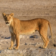 lev - Panthera leo