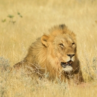 lev - Panthera leo