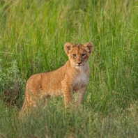 lev - Panthera leo