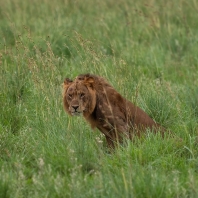 lev - Panthera leo