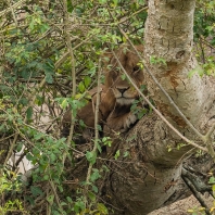 lev - Panthera leo