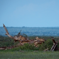 lev - Panthera leo