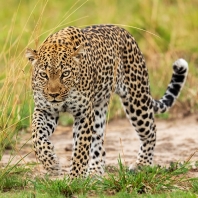 levhart africký - Panthera pardus pardus