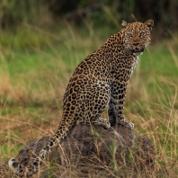 levhart africký - Panthera pardus pardus