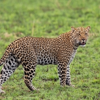 levhart africký - Panthera pardus pardus