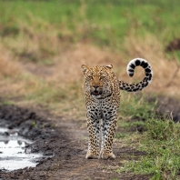 levhart africký - Panthera pardus pardus