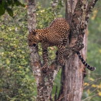 levhart indický - Panthera pardus fusca