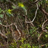 levhart - Panthera pardus