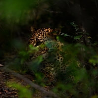 levhart - Panthera pardus