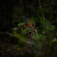 levhart - Panthera pardus