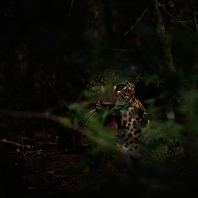 levhart - Panthera pardus