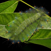 Lexias pardalis
