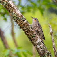 lezčík bělohrdlý - Cormobates leucophaea
