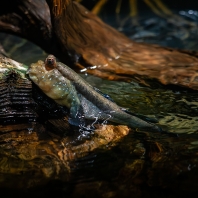 lezec obojživelný - Periophthalmus barbarus