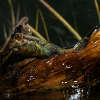 lezec obojživelný - Periophthalmus barbarus