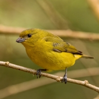 libohlásek Bonapartův - Euphonia...