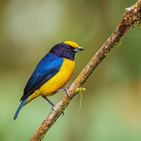 libohlásek zlatobřichý - Euphonia xanthogaster