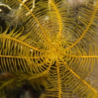 lilijice - Crinoidea