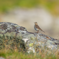 linduška luční - Anthus pratensis