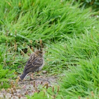 linduška luční - Anthus pratensis