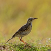 linduška rýžová - Anthus rufulus