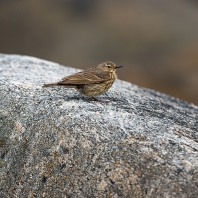 linduška skalní - Anthus petrosus