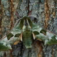 lišaj lipový - Mimas tiliae