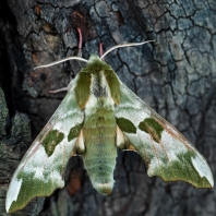 lišaj lipový - Mimas tiliae