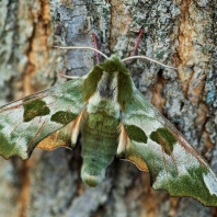 lišaj lipový - Mimas tiliae