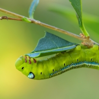 lišaj oleandrový - Daphnis nerii