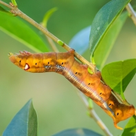 lišaj oleandrový - Daphnis nerii