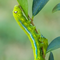 lišaj oleandrový - Daphnis nerii
