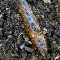 lišaj oleandrový - Daphnis nerii