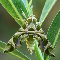 lišaj oleandrový - Daphnis nerii