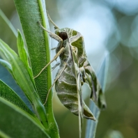 lišaj oleandrový - Daphnis nerii