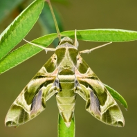 lišaj oleandrový - Daphnis nerii