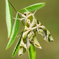 lišaj oleandrový - Daphnis nerii