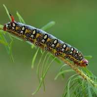 lišaj pryšcový - Hyles euphorbiae