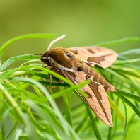 lišaj pryšcový - Hyles euphorbiae